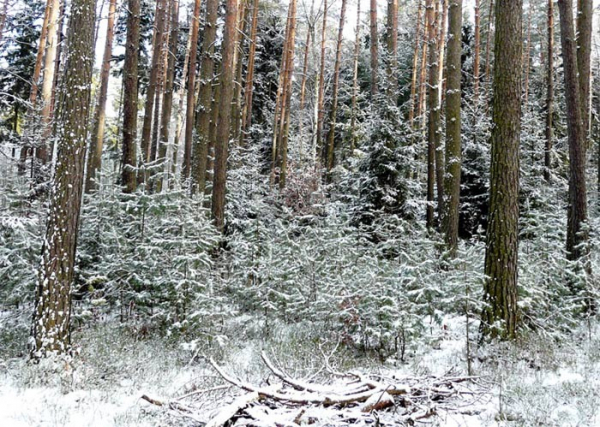 Lesníci dělají opatření proti zlodějům vánočních stromků i jmelí